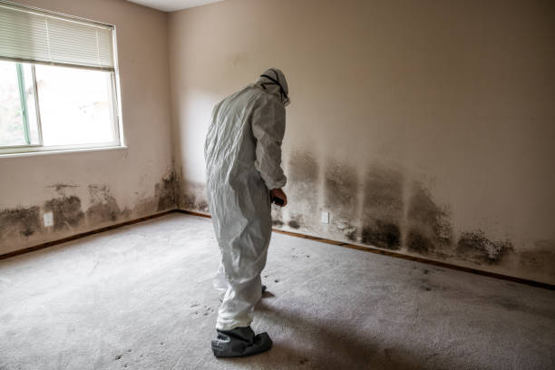 Professional Mold Inspection, Removal & Remediation in Hastings, NE